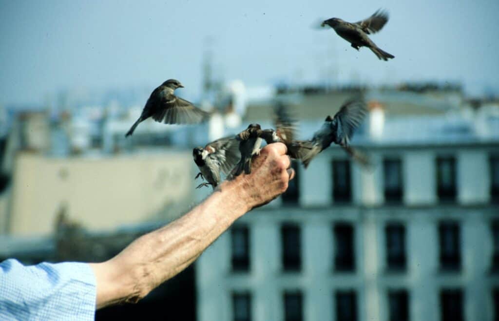 French man feeding sparrows in Mont Martre, Paris, 1985