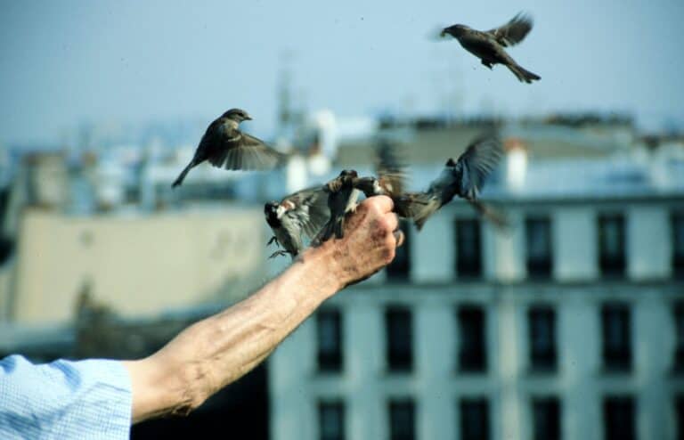 French man feeding sparrows in Mont Martre, Paris, 1985