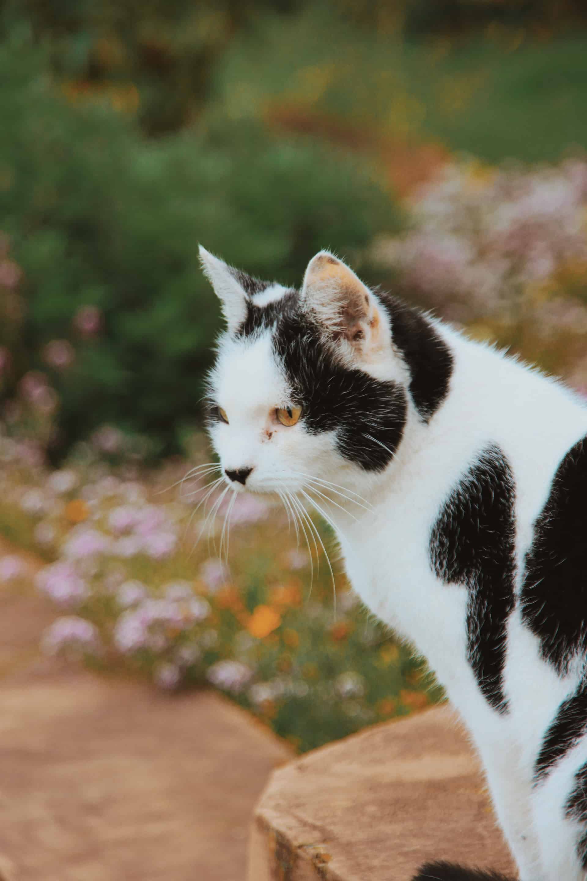 short-fur black and white cat