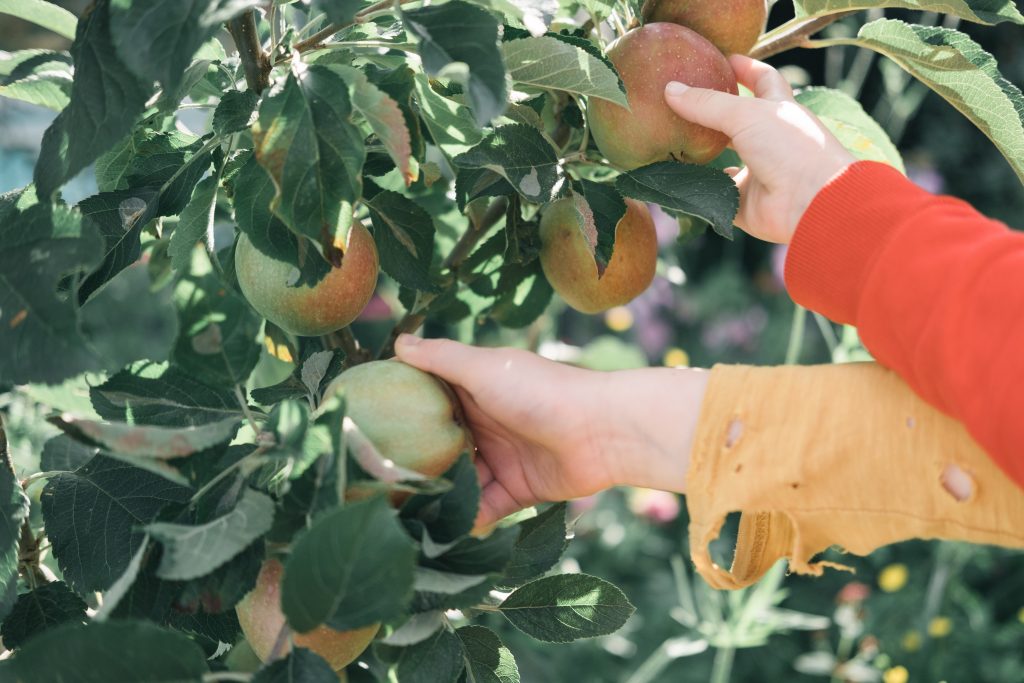 person holding orange fruit during daytime
