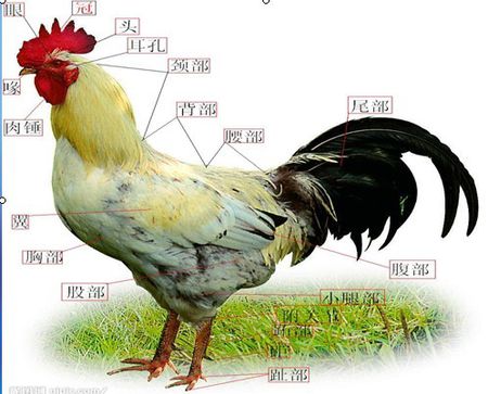 HTTP2YuaGlwaG90b3MuYmFpZHUuY29tL3poaWRhby93aCUzRDQ1MCUyQzYwMC9zaWduPWFlZTY1ZjhlOGE1NDk0ZWU4Nzc3MDcxZDE4YzVjY2M4L2VhZjgxYTRjNTEwZmQ5Zjk4YTEyOGI1ODIzMmRkNDJhMjgzNGE0ZmUuanBn